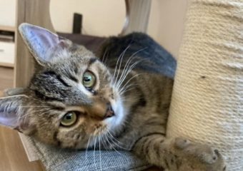 -vermittelt- Romy (*geb. 06/22) bezaubernde Herzkatze