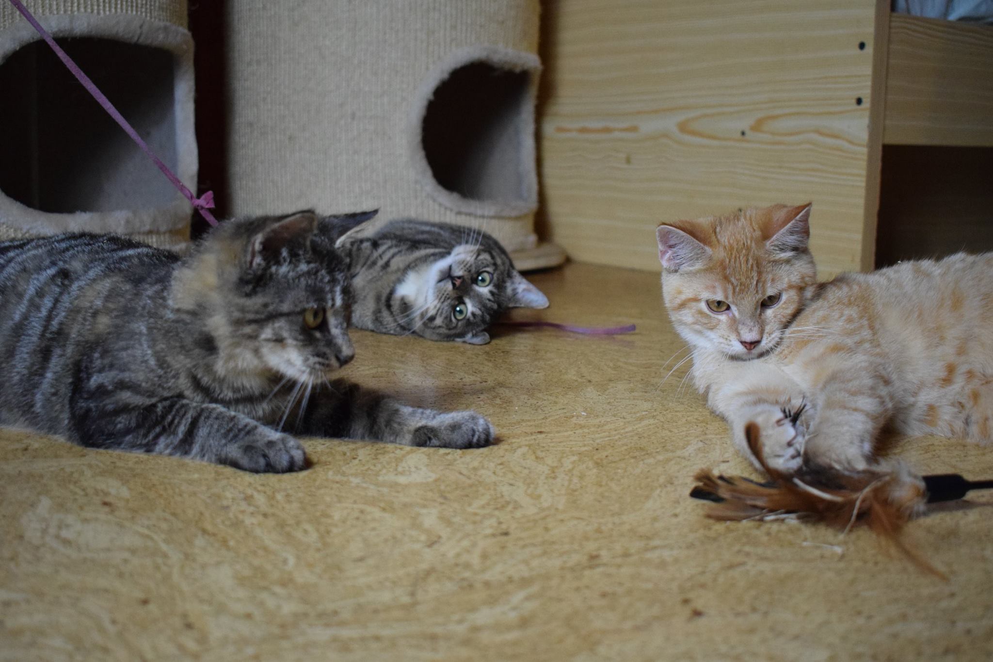 -vermittelt- Roxy-Rockergang (geb. 07/17) sucht Zuhause zum rocken – auch getrennt