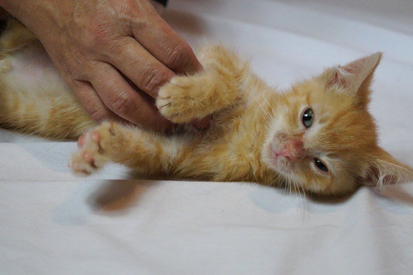 Heute ist Weltkatzentag