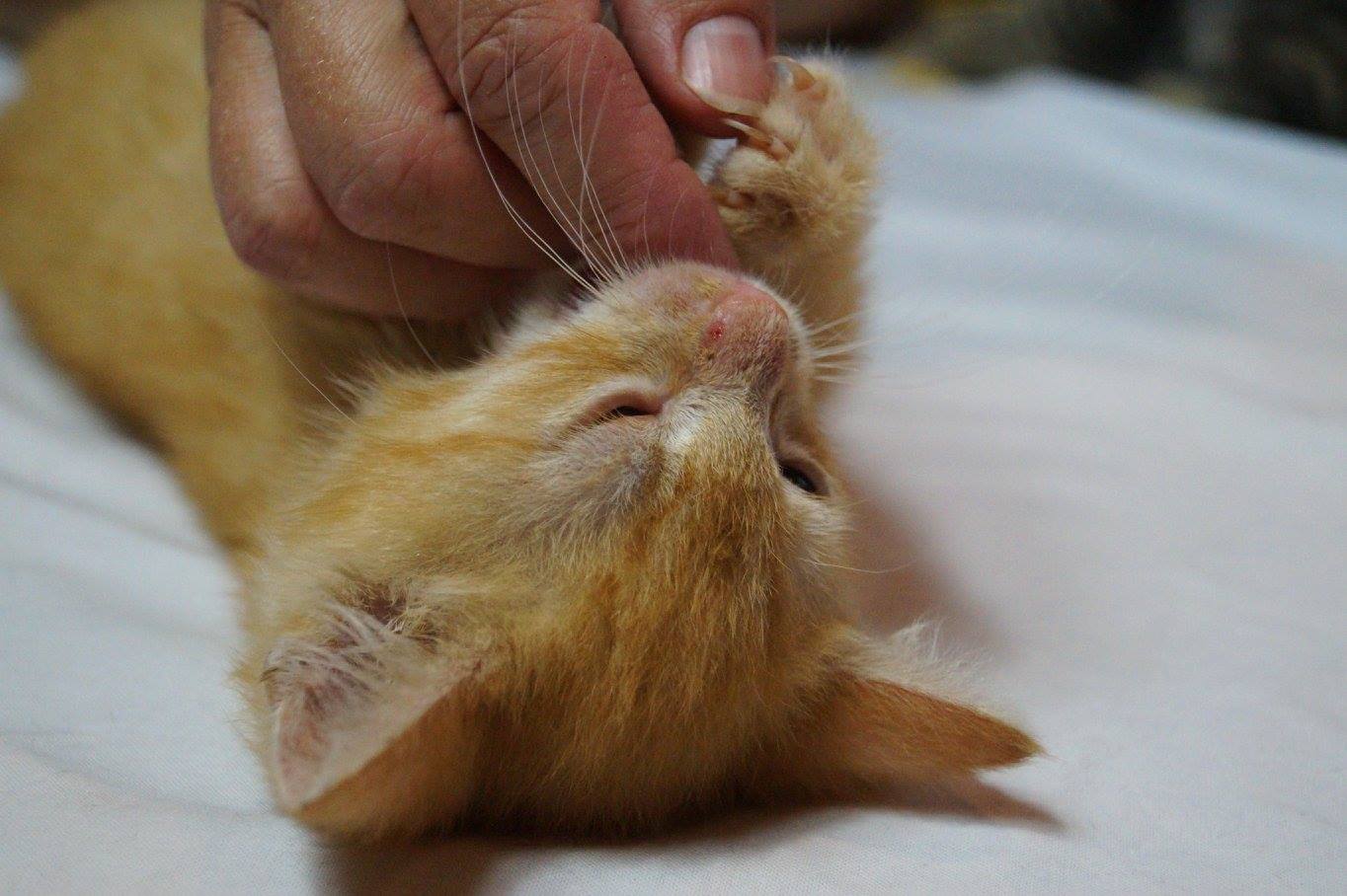 -vermittelt- Rubens (06/15) – ein besonderes Katerchen sucht seine Dosis