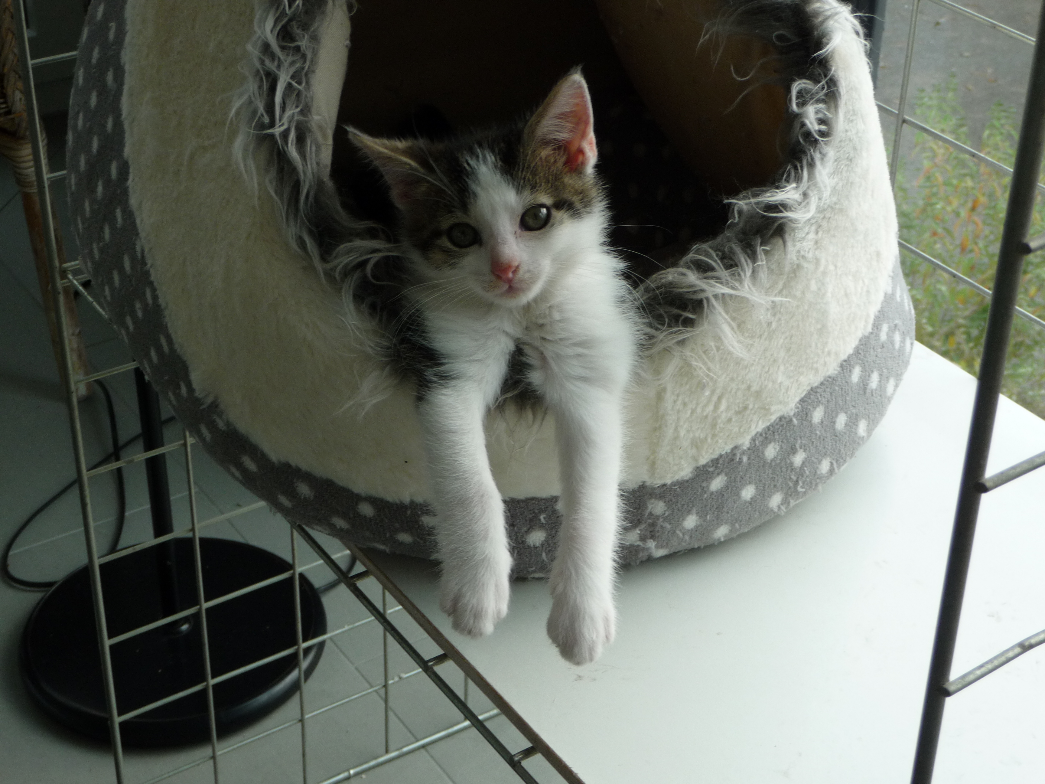 -vermittelt- Schröder (geb. 08/14) – kleiner süßer Schmusetiger