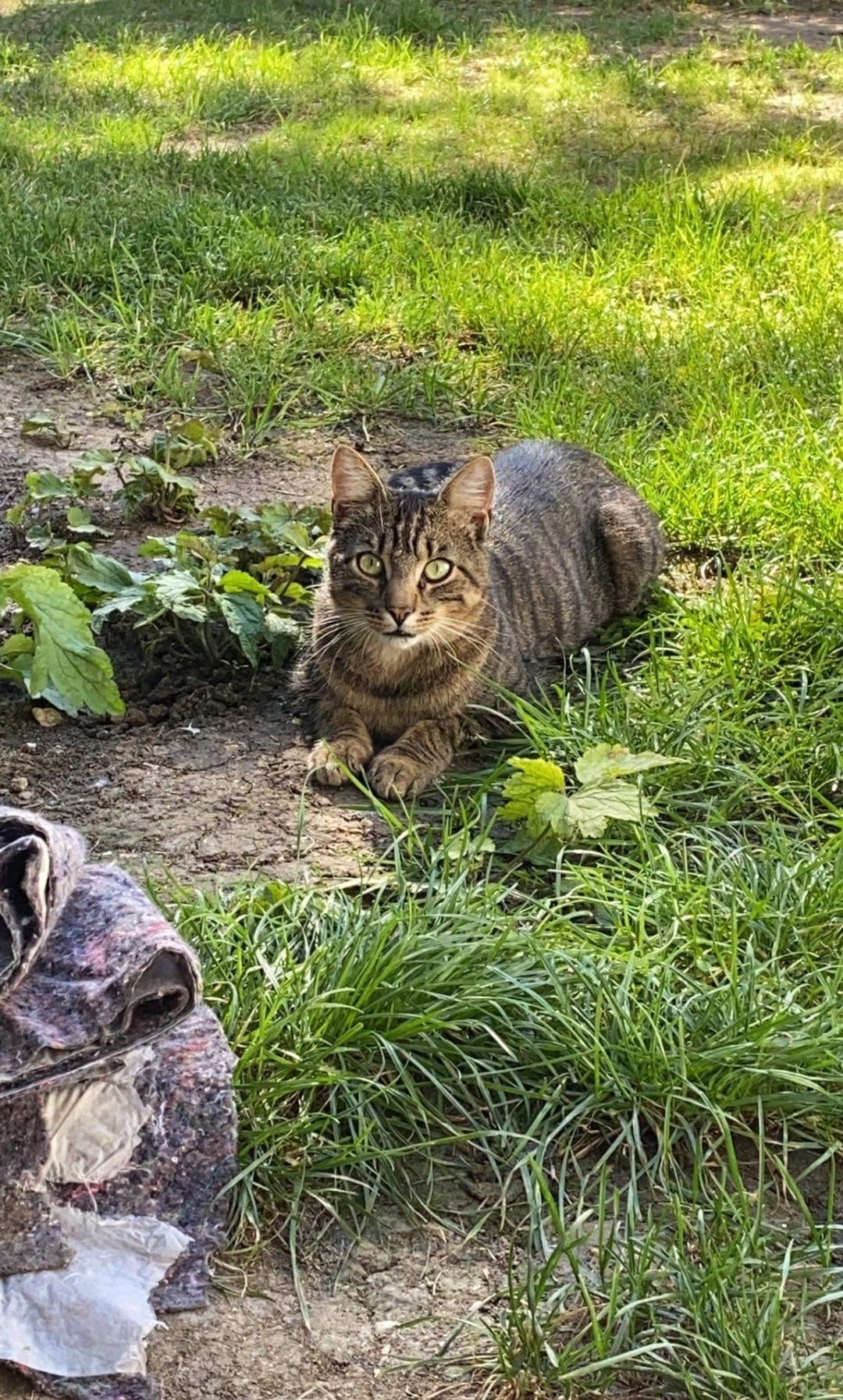 Zwei Katzen in Schonungen vermisst