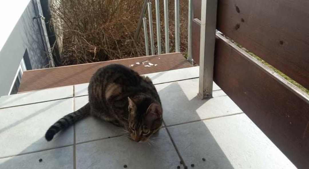 Herrenloser Kater in Sennfeld unterwegs