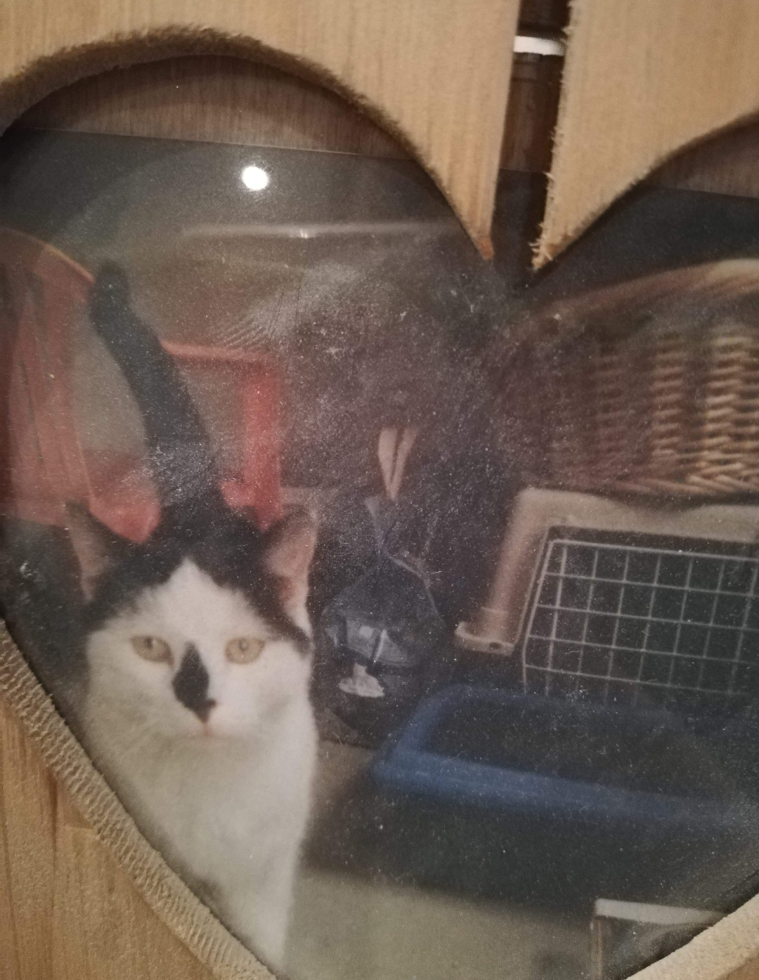 Kater Moritz wird in 97461 Reckertshausen vermisst