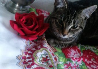 Katze Sonja seit dem 25.11.22 in Dittelbrunn vermisst!