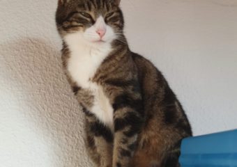 Kater Tetti seit 26.02. 2023 in 97424 vermisst