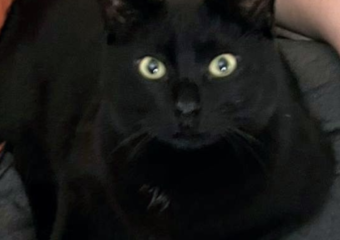 Schwarzer Kater in 97421 vermisst