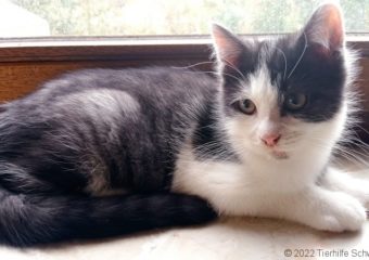 -vermittelt- Sirius (*geb.07/22) Schnurrator sucht neuen Wirkungskreis