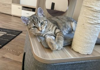 -vermittelt- Sonni (*geb. 06/22) – kleiner Sonnenschein sucht Familie