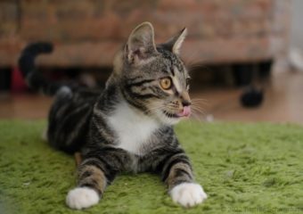 -vermittelt- Stevie (*geb. 05/22) kleiner Kater sucht neue Wirkungsstätte