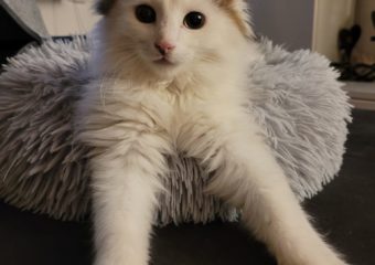 -vermittelt- Stitch (*09/2023) – Kleiner Clown mit Löwenmähne sucht eigene Manege