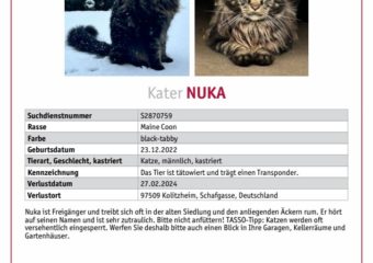 Maine Coon Kater Nuka in 97509 Unterspiesheim vermisst