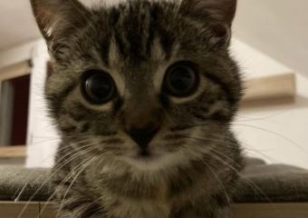 -vermittelt- Neugierige Entdeckerin Tabi (geb. 08/22)