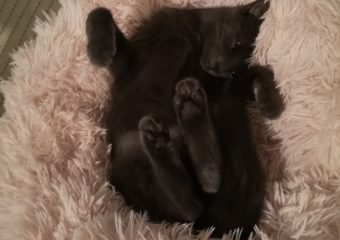 -vermittelt- Ophelia und Tamina (geb. 06/2023) Schwesterpaar sucht Paradies zum Glücklichsein