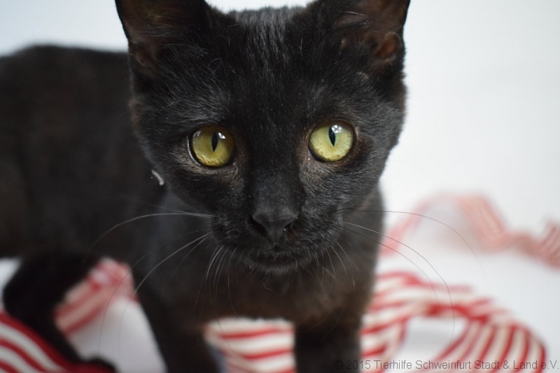 -vermittelt- Tamina (geb. 05/19) – Schmusemaus auf der Suche nach ihrem Zuhause