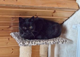 -vermittelt- Tessa (*geb. 2019) Zarte Seele sucht geduldiges für immer Zuhause