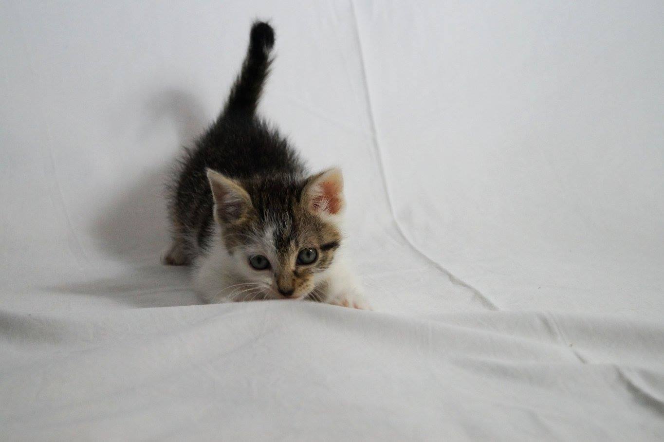 -vermittelt- Hugo und Theo (geb. 04/15) – zwei freche Jungs auf der Suche