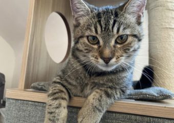 -vermittelt- Thilo (*geb. 05/22) kinderfreundlicher Schmusetiger sucht Zuhause