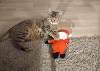 -vermittelt- Timmy (geb.*05/23), goldiger Pirat sucht seinen Heimathafen