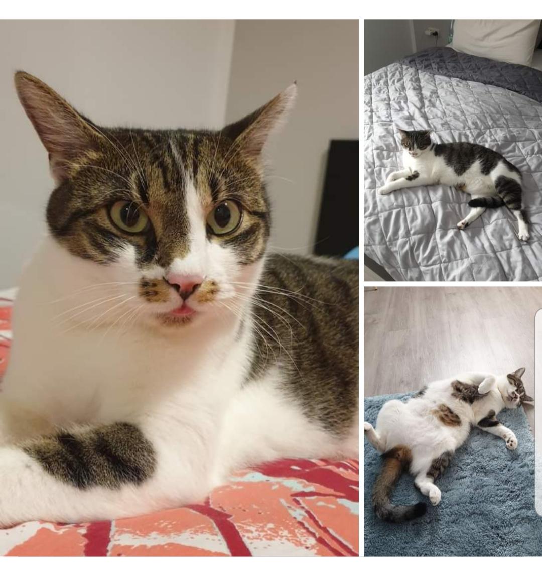 Kater in Niederwerrn vermisst