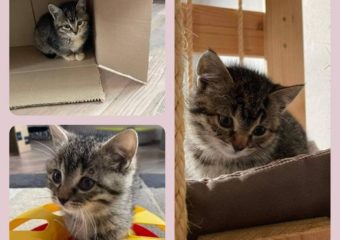 Erneut 3 Kitten auf Pflegestelle gezogen