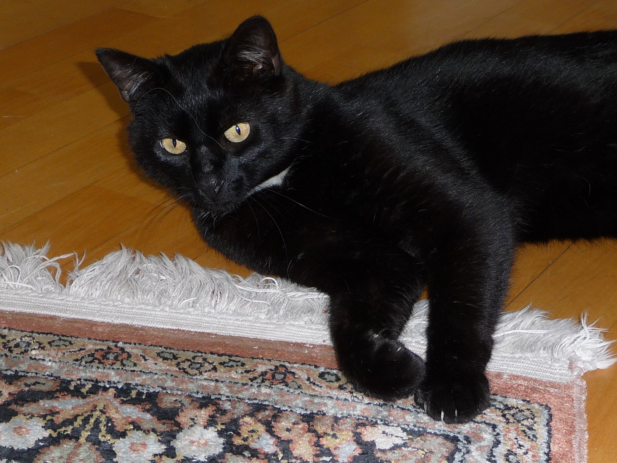 -vermittelt- Tristan – kinderlieber Charmeur sucht Sofaplatz