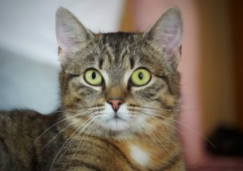 -vermittelt- Trixie (geb.*08/22) Goldstück möchte ihr Köfferchen packen