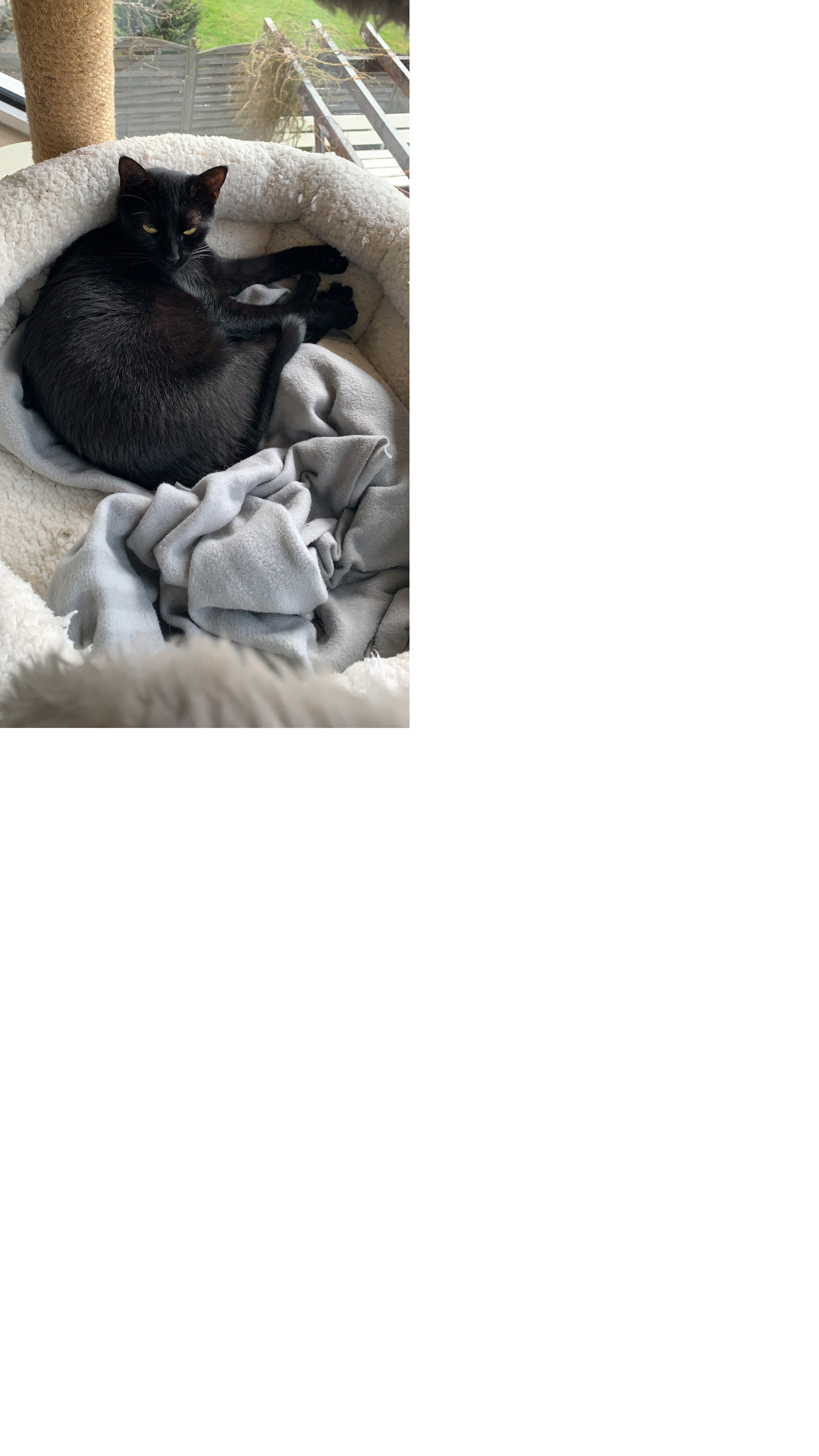 Luna wird in 97618 Wollbach vermisst