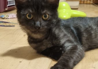 -vermittelt- Vaiana (*geb.07/22)