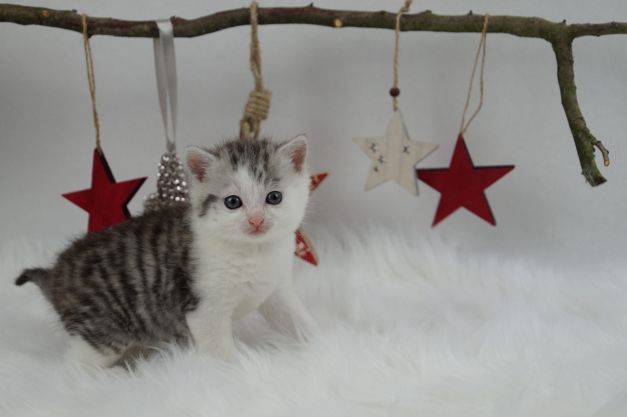 Weihnachtskarten, Loops &warme Socken zugunsten unserer Not-Fellchen