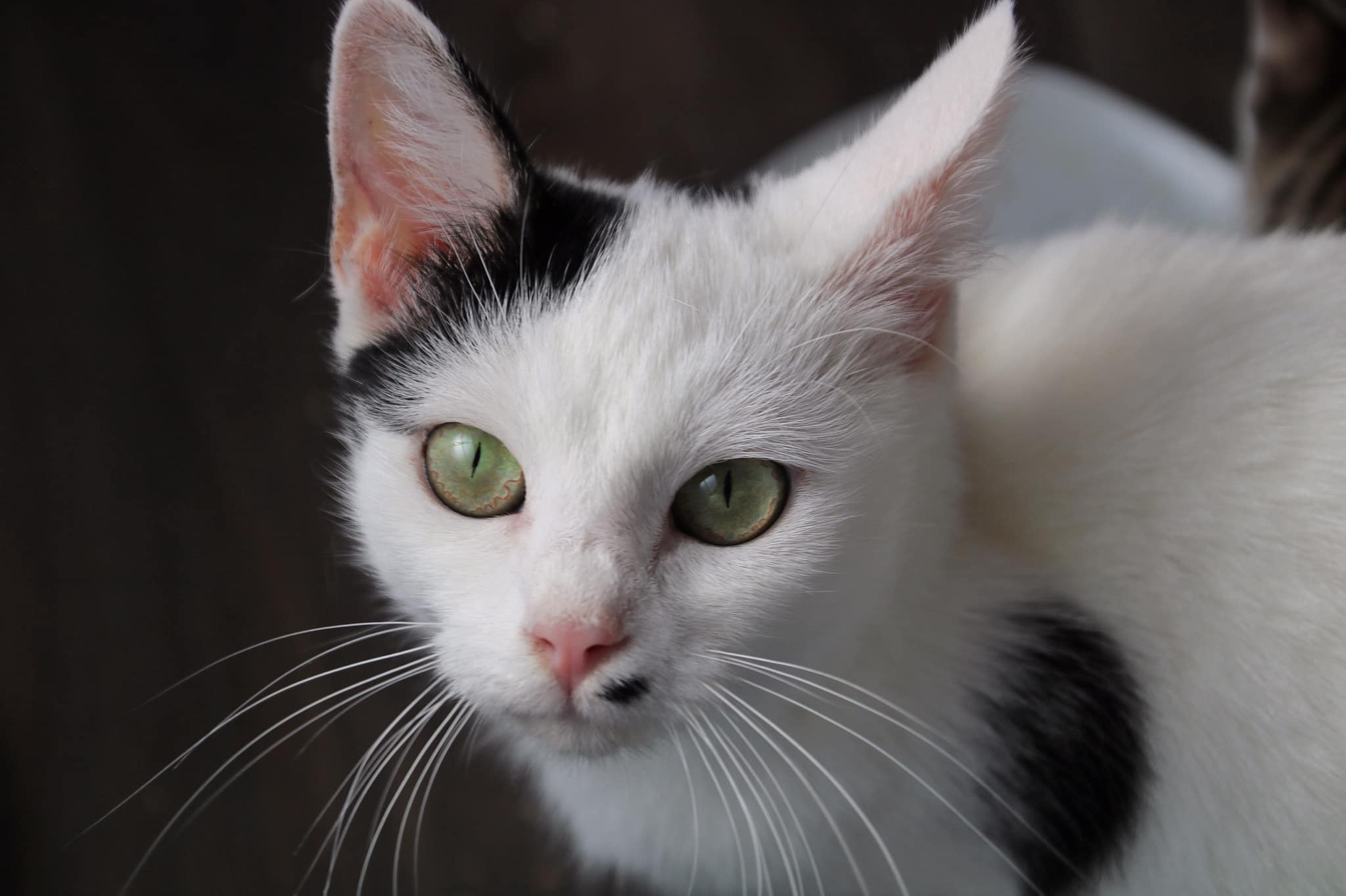 -vermittelt- Vicky (geb. 2017) – ruhige, Schmusekatze sucht Freigängerheim