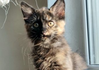 -vermittelt- Vicky und Ulfi (*geb. 06/22) Geschwisterherzen suchen ein Für-immer-Zuhause!