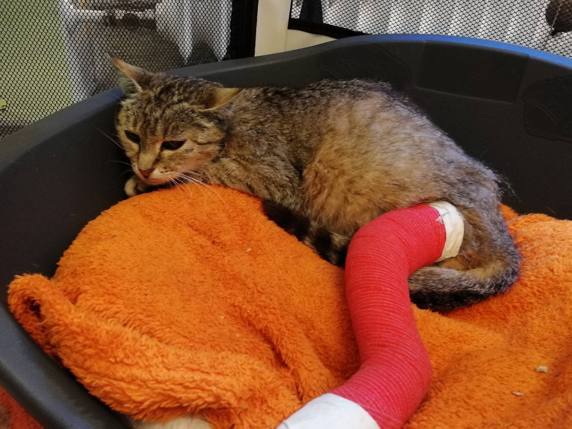 Tierschutzalltag: Unfallkatze Viola