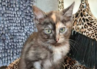 -vermittelt- Vivian (*geb.07/22) Supermodel sucht Laufsteg