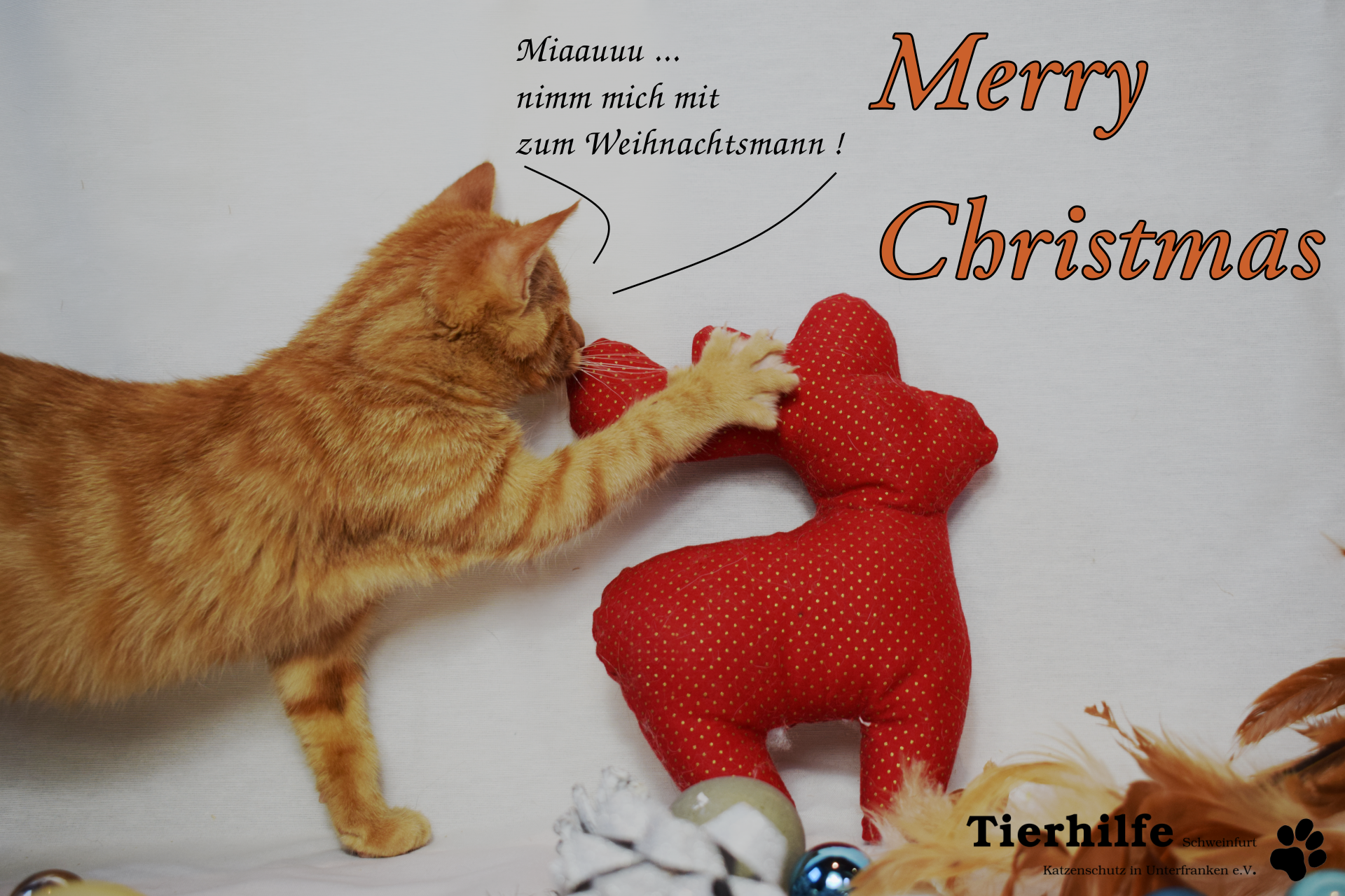 Es gibt wieder wunderschöne Klappkarten von und für unsere Pflegemiezen