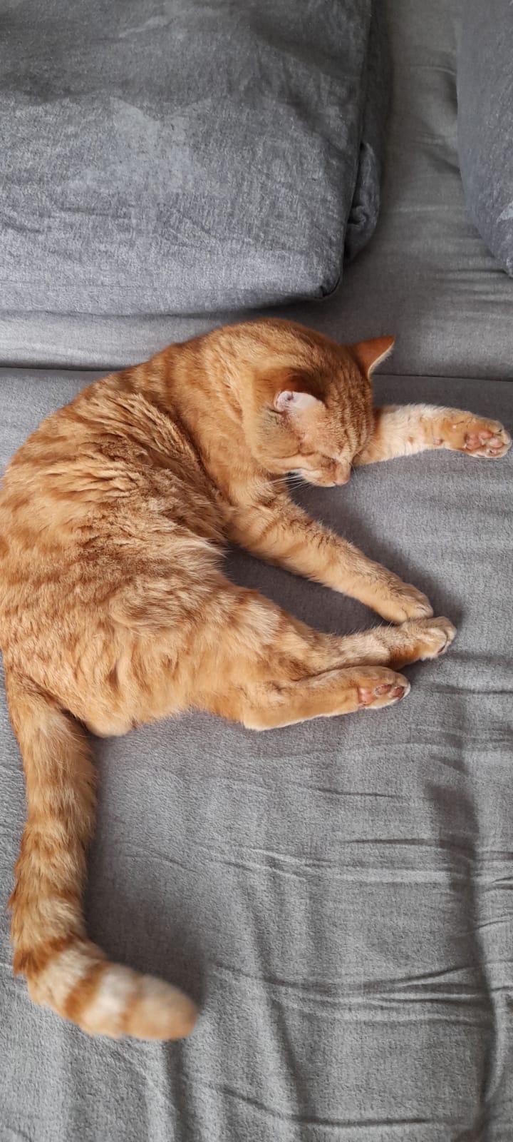 Rot getigerter Kater in Bergrheinfeld vermisst