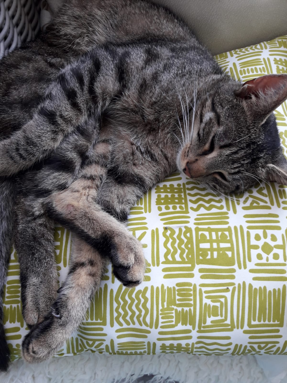 Kater Seppi in 97422 Schweinfurt vermisst