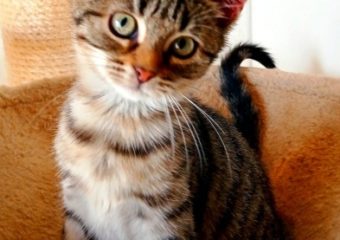 -vermittelt- Winnie (*geb.07/22) zärtliche Schmuseelfe sucht Kuschelgefährten