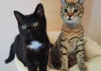 -vermittelt- Zafira und Xandra (*geb.08/22) Ladies suchen Residenz