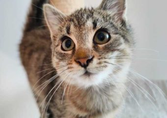 -vermittelt-Xandro (*geb.08/22) – kleiner Lord sucht Schlösschen