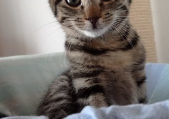 -vermittelt- Xena (*08/2023) – Supersüße Schmusesuse sucht superliebevolles Schmuseheim