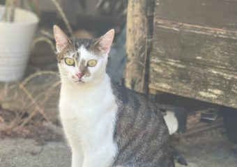 Zelda seit 04.12.22 in Untereuerheim verschwunden