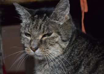 Vorstellung von Fridolin – eines unserer Dauerpflegis