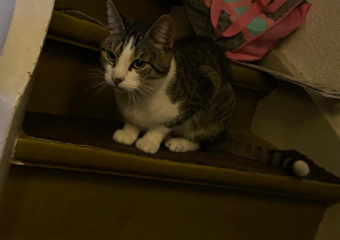 Kater in 97717 Aura an der Saale gefunden