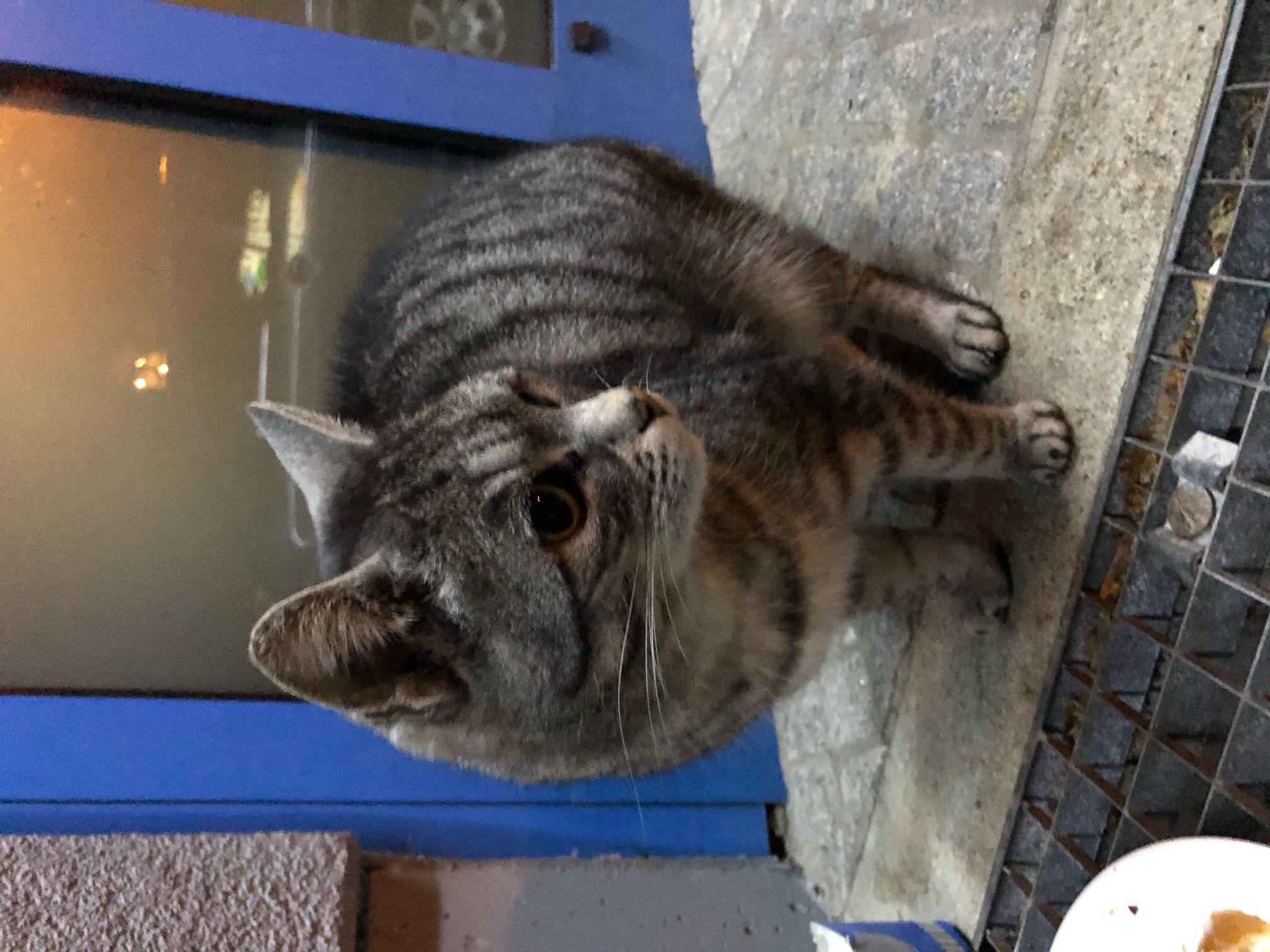 Katze in Schweinfurt (Spitalseeplatz) zugelaufen