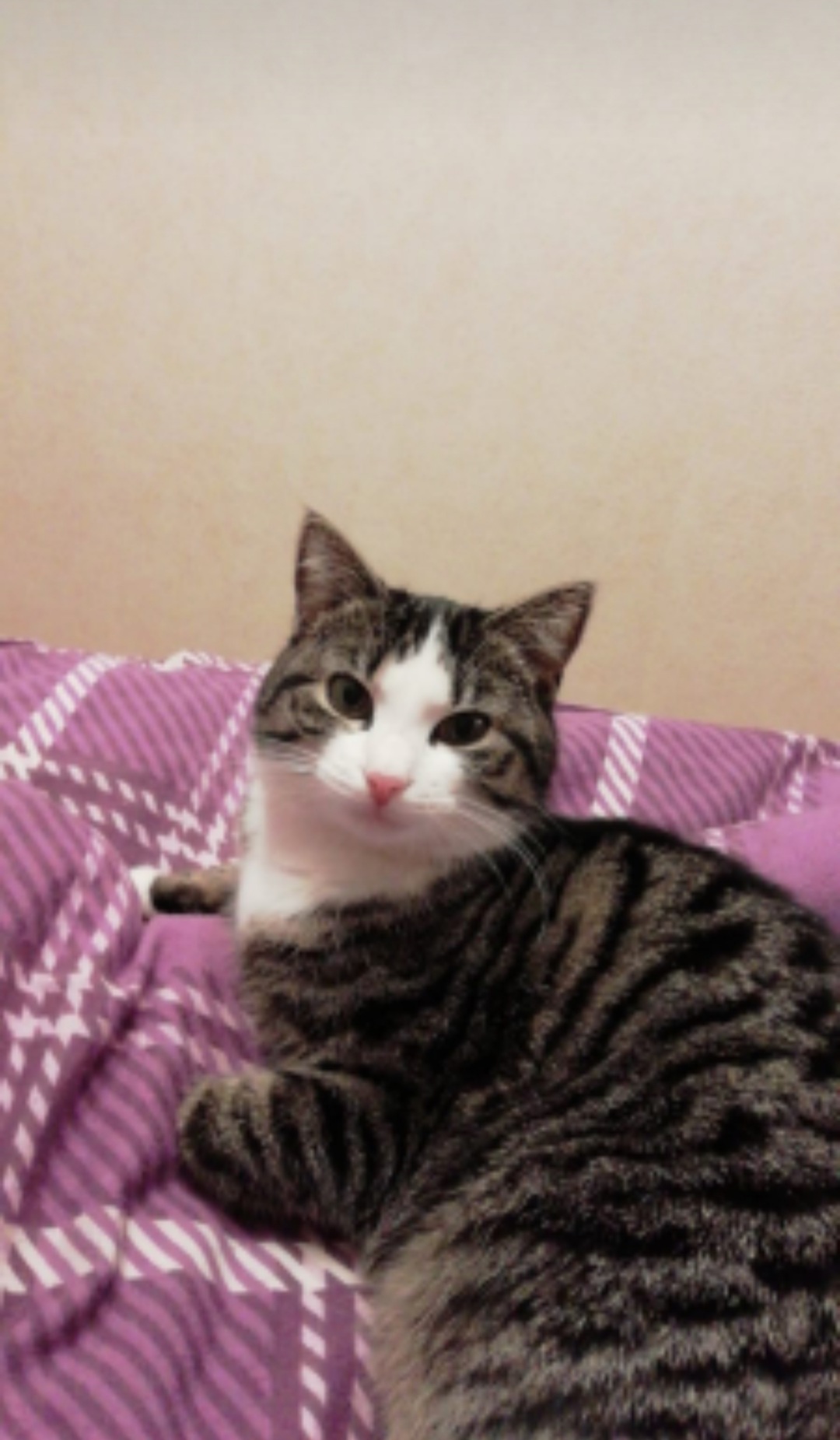 Mika wird seid Sonntag 15.5.2022 vermisst in 97517 Rannungen