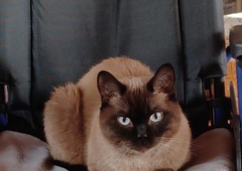 Suki in 97711 Maßbach entlaufen