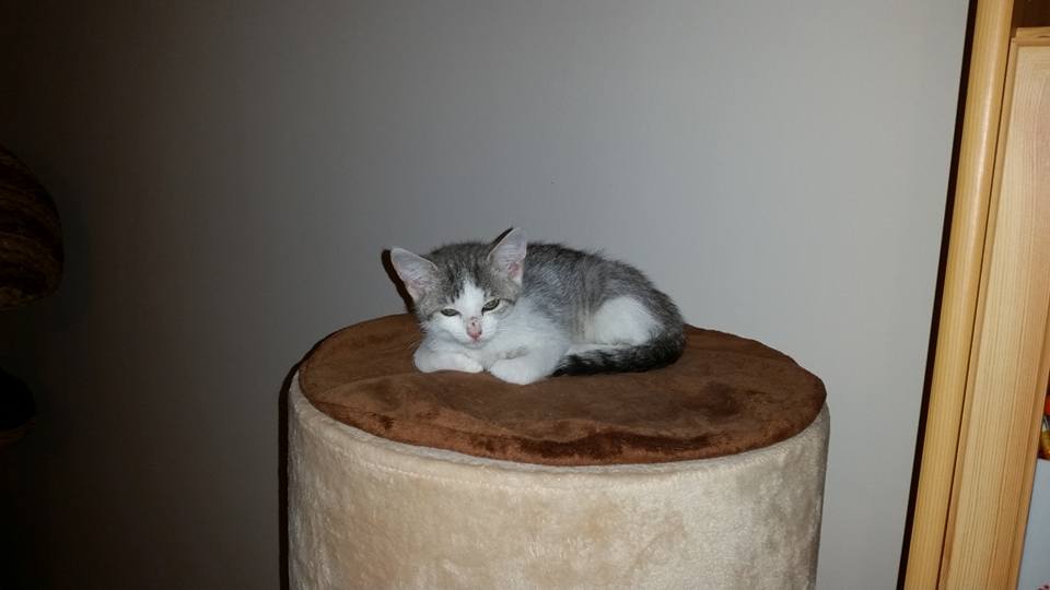 -vermittelt- Melody (geb. 06/15) – zartes Katzenmädchen sucht