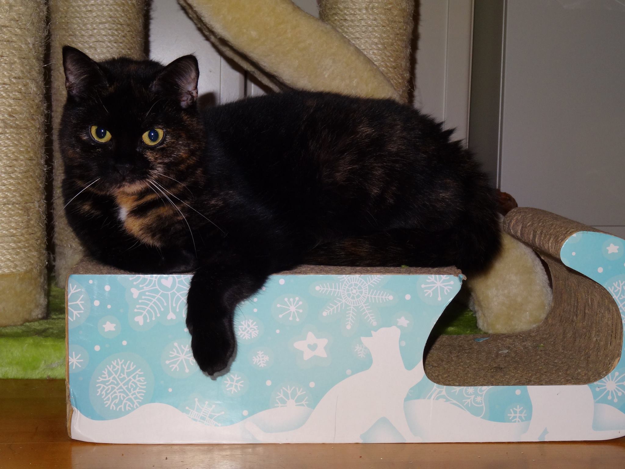 Kira und Yammi (jetzt Maggie) – uns geht es prächtig