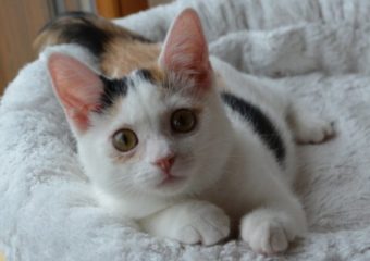 -vermittelt- Lolly (geb 06/13) – Glückskätzchen sucht ihr Glück